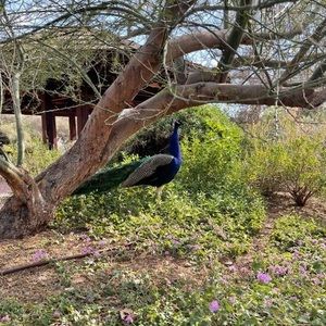 Meet your Posher, Thomas